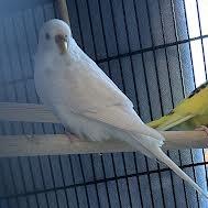 Lola, Adoptable, Adult Female Parakeet (Other).