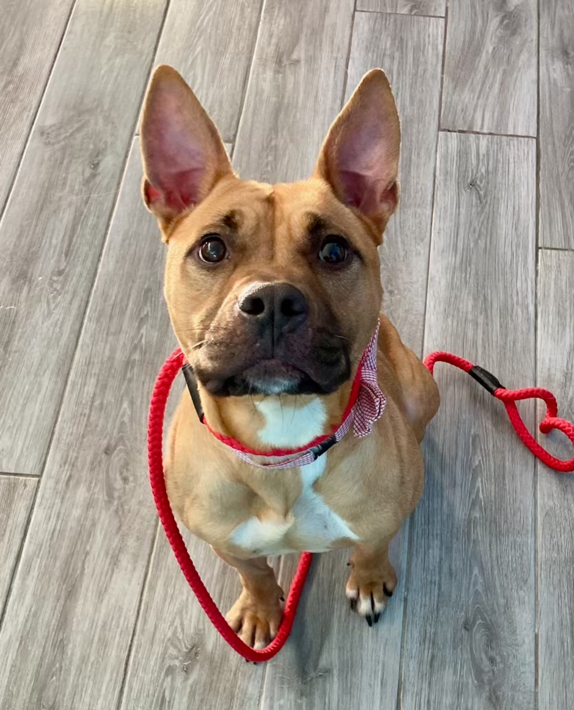 Roxy, Adopted, Adult Female Boxer.