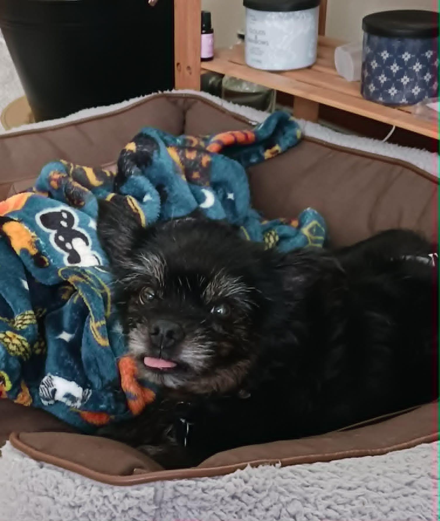 Shadow, ADOPTABLE, Senior Male Yorkshire Terrier.