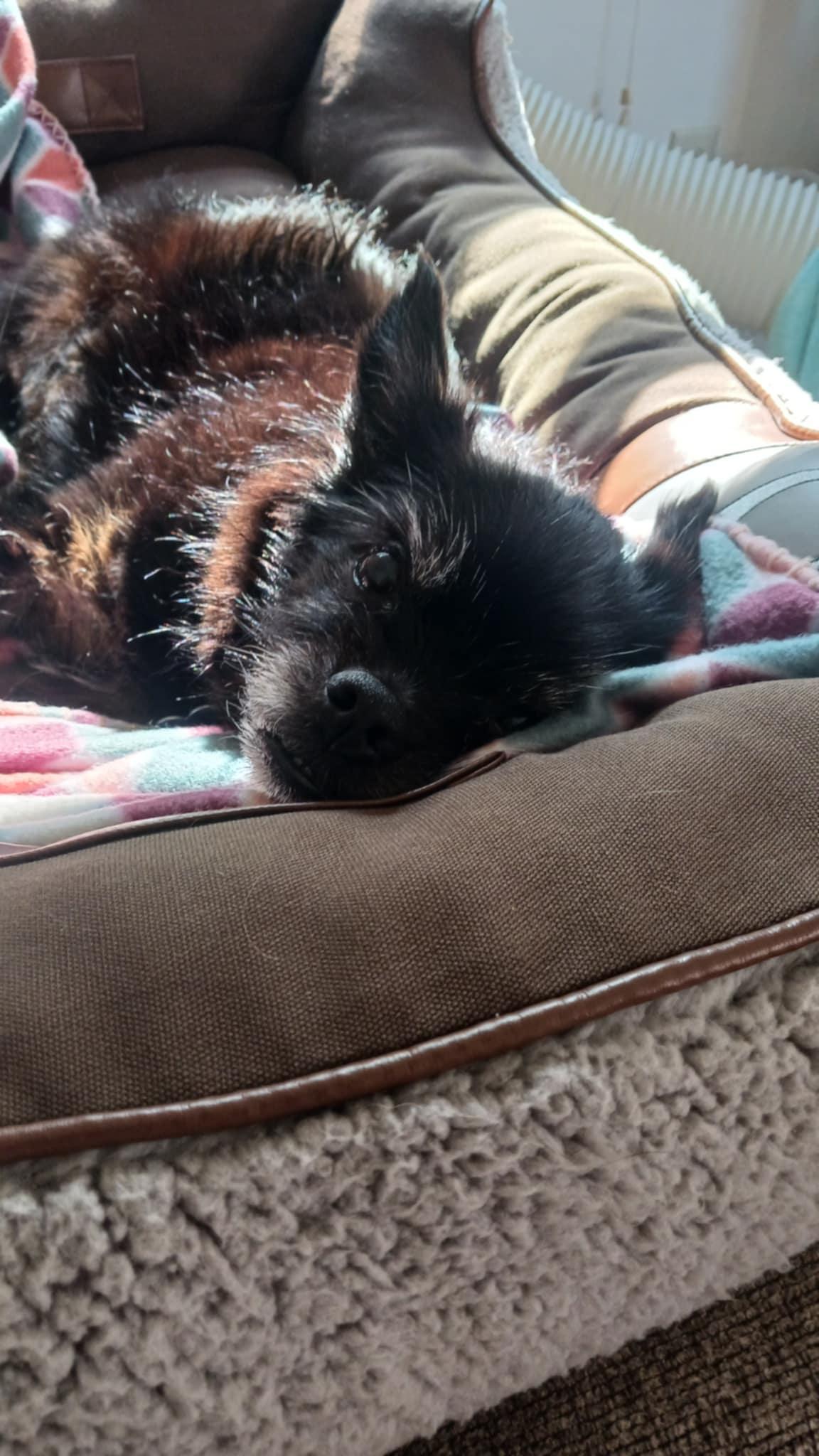 Enlarge Shadow, a ADOPTABLE mixed breed in Whitewater, WI image 5/6