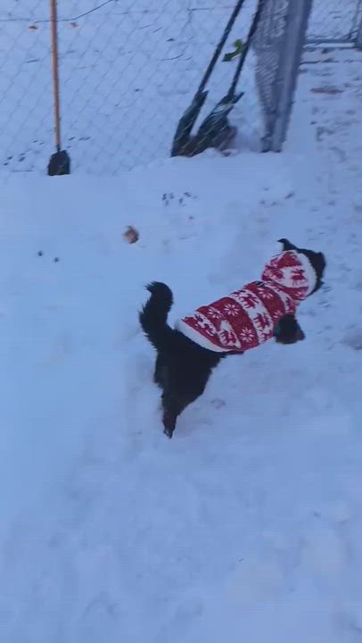 Enlarge Shadow, a ADOPTABLE mixed breed in Whitewater, WI video 4/6