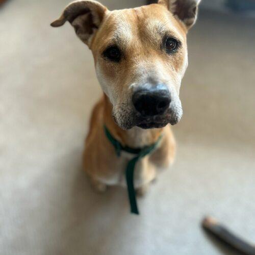 Dolly, Adoptable, Adult Female American Staffordshire Terrier.