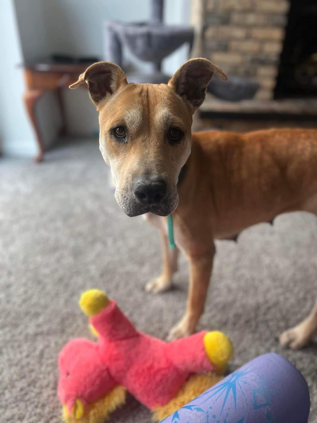 Dolly, Adoptable, Adult Female American Staffordshire Terrier.