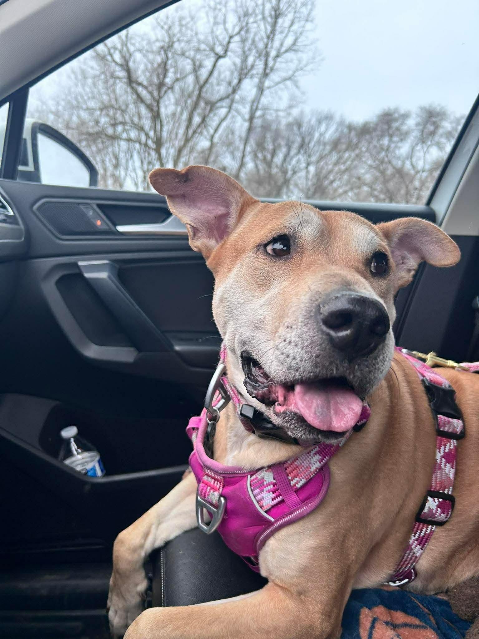 Dolly, a Adoptable mixed breed in Minneapolis, MN image 2/6