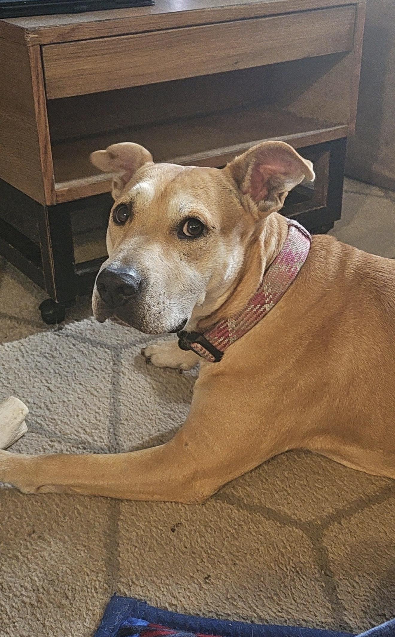 Enlarge Dolly, a Adoptable mixed breed in Minneapolis, MN image 3/6