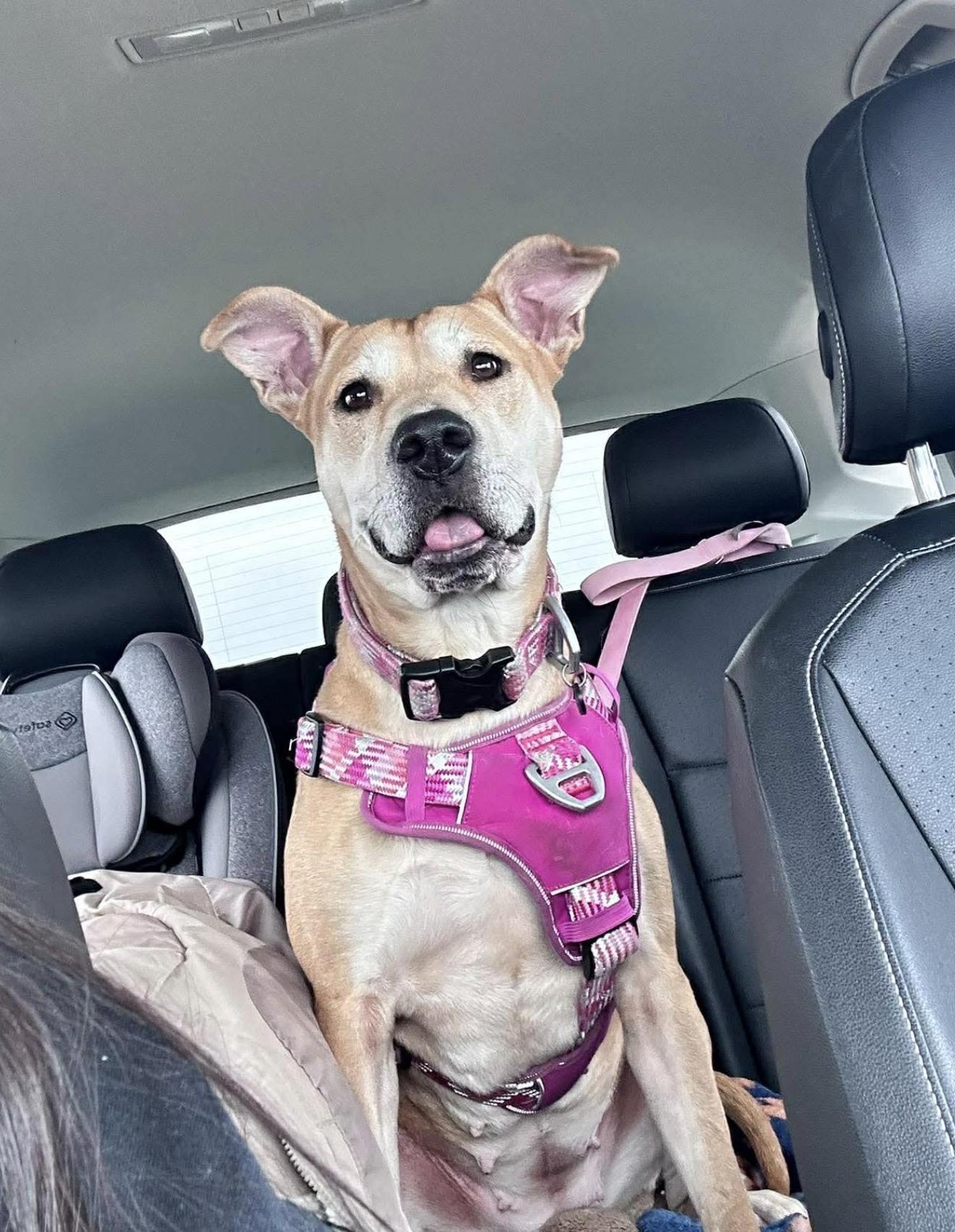 Dolly, a Adoptable mixed breed in Minneapolis, MN image 4/6