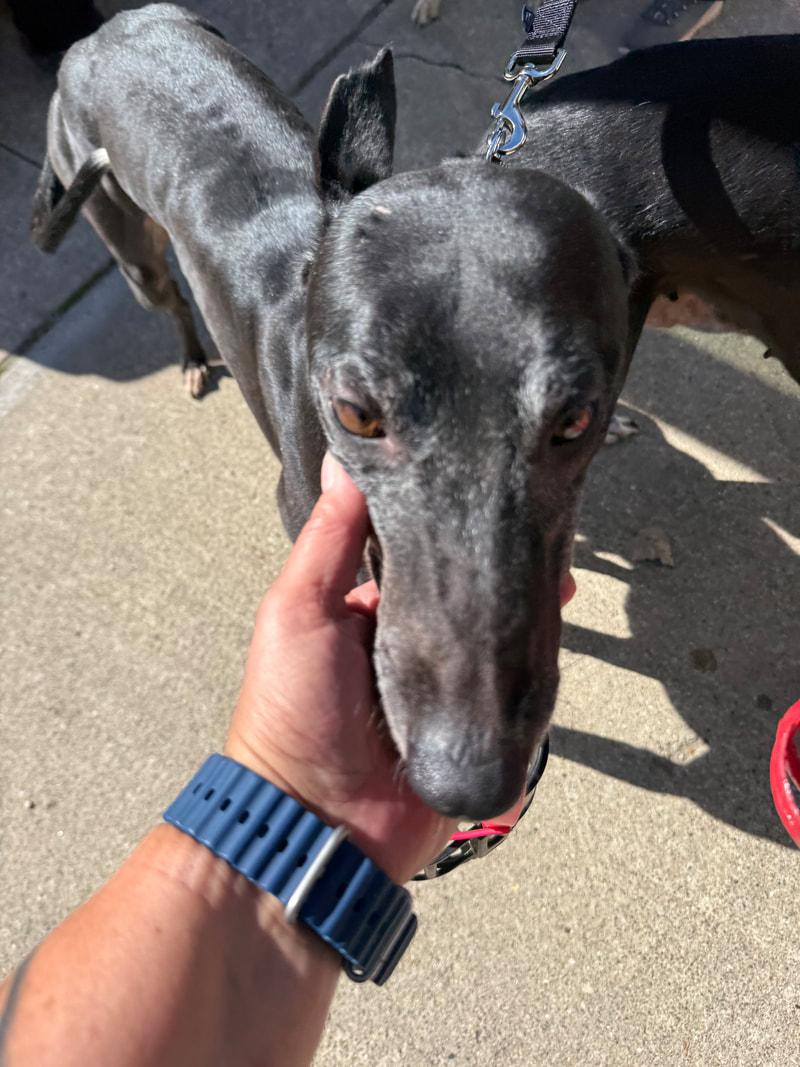 Enlarge Louise, a Adopted Greyhound in Flat Rock, MI image 1/1