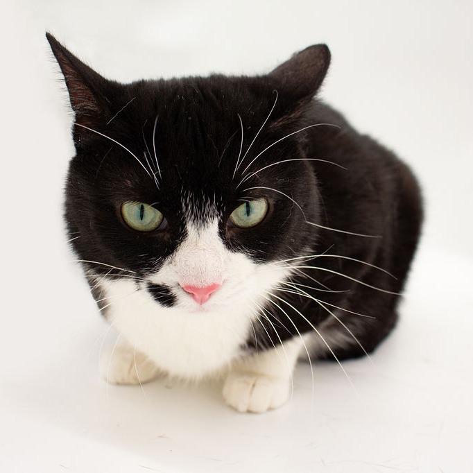Cindy Clawford, Adoptable, Adult Female Domestic Short Hair.