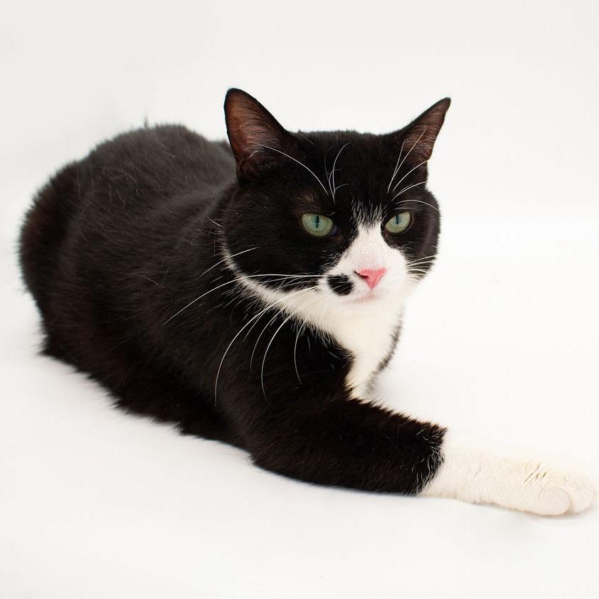 Enlarge Cindy Clawford, a Adoptable Domestic Short Hair in Plainfield, IL image 2/5