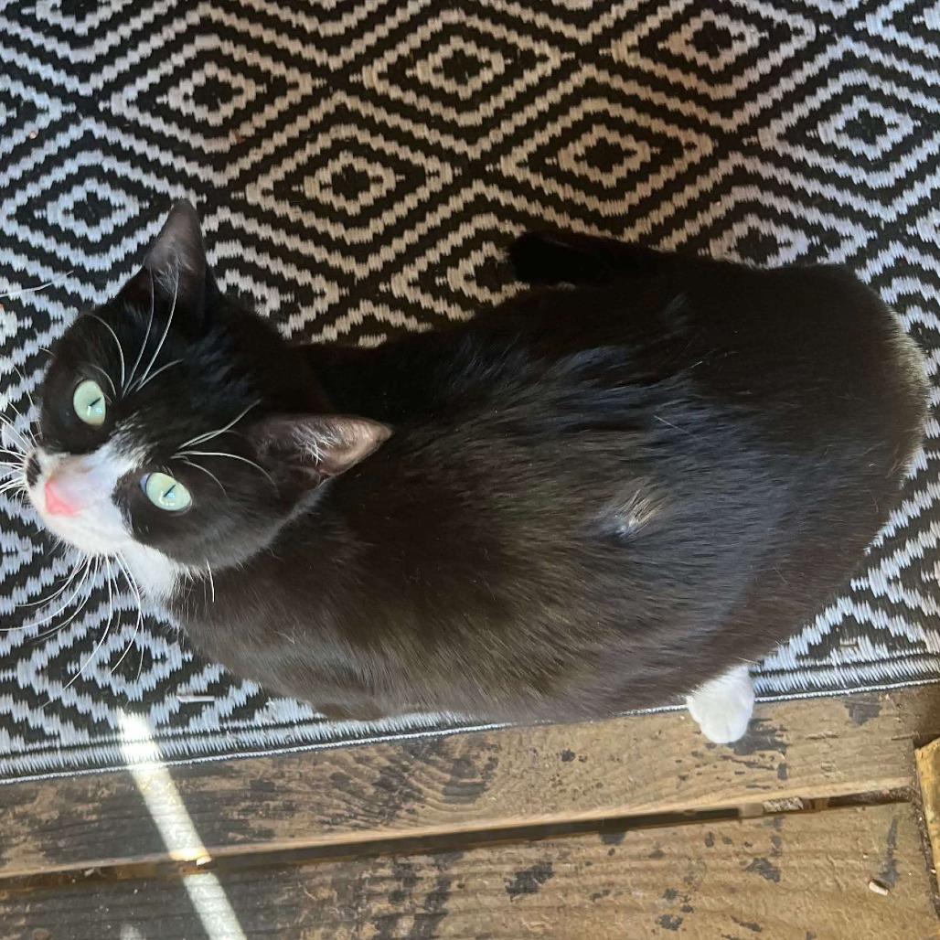 Enlarge Cindy Clawford, a Adoptable Domestic Short Hair in Plainfield, IL image 2/3