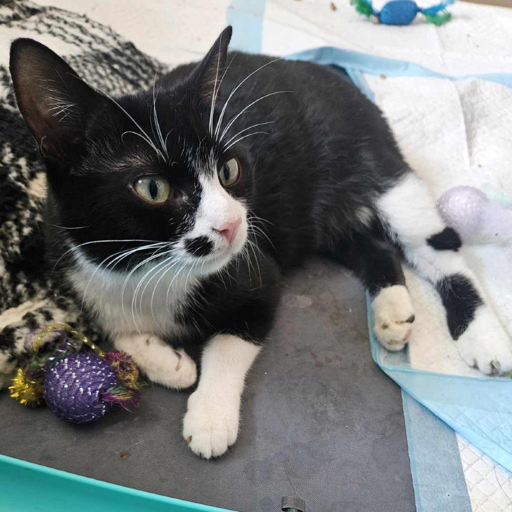 Enlarge Cindy Clawford, a Adoptable Domestic Short Hair in Plainfield, IL image 3/3