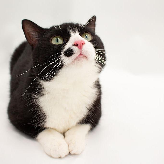 Enlarge Cindy Clawford, a Adoptable Domestic Short Hair in Plainfield, IL image 5/5