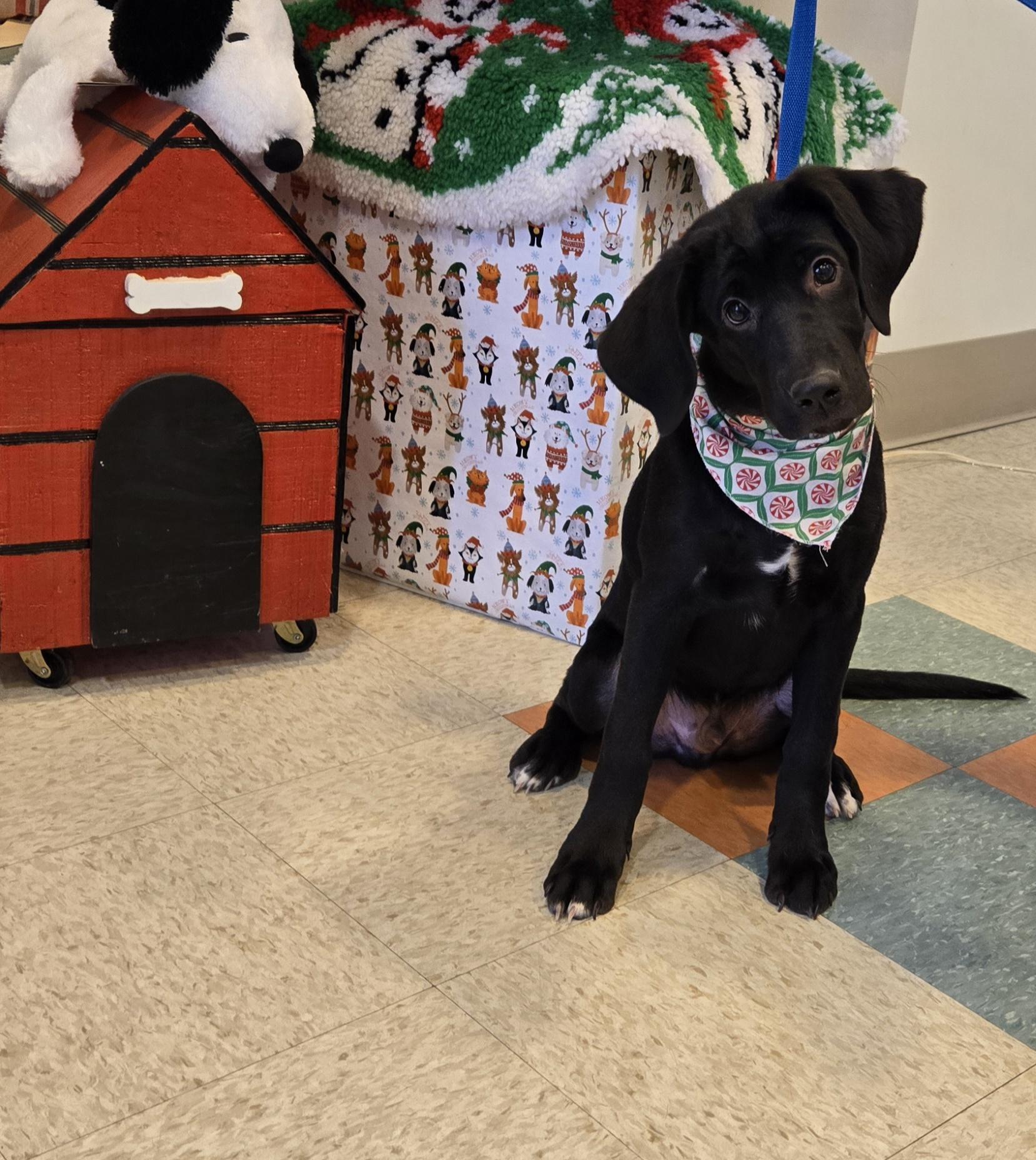 Moose, ADOPTABLE, Puppy Male Black Labrador Retriever & Great Dane.