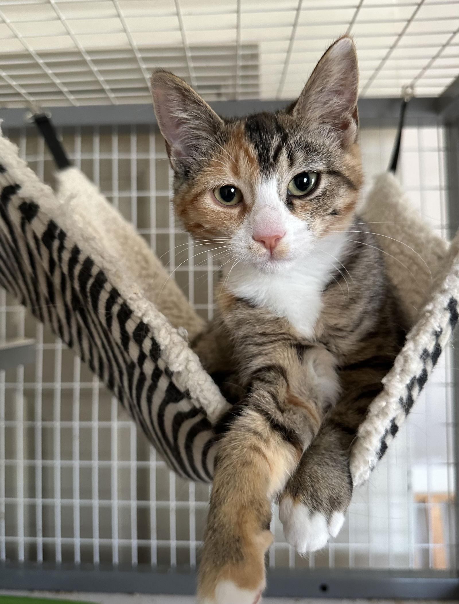 Enlarge Fruitcake, a Adoptable Domestic Short Hair in Newtown Square, PA image 1/1