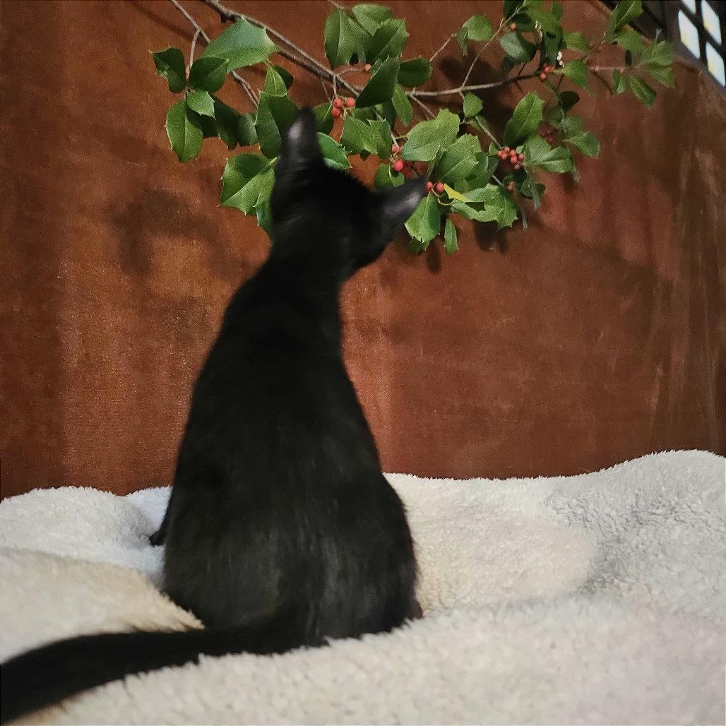 Sirius Black, Adoptable, Kitten Male Domestic Short Hair.