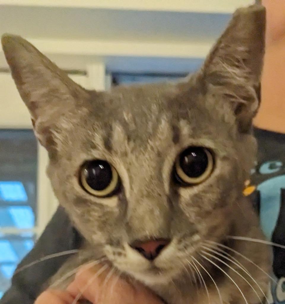 Willow, Adoptable, Adult Female Domestic Short Hair.