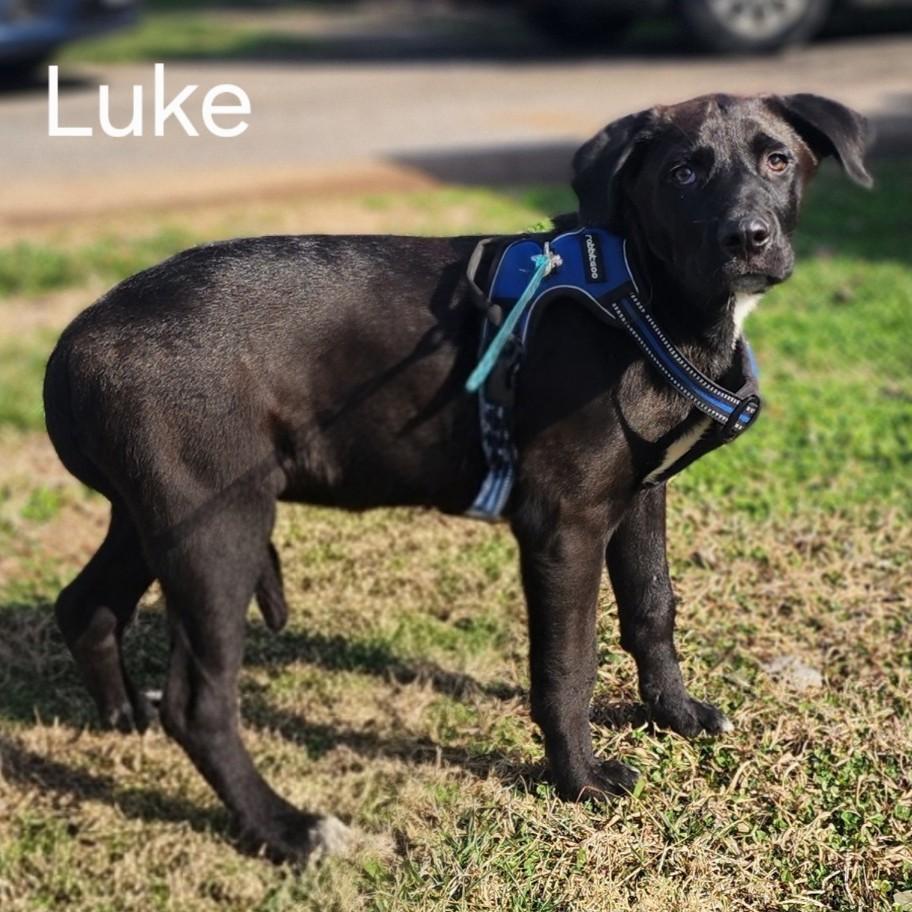 Enlarge Luke, an adopted mixed breed in Albany, NY image 2/3
