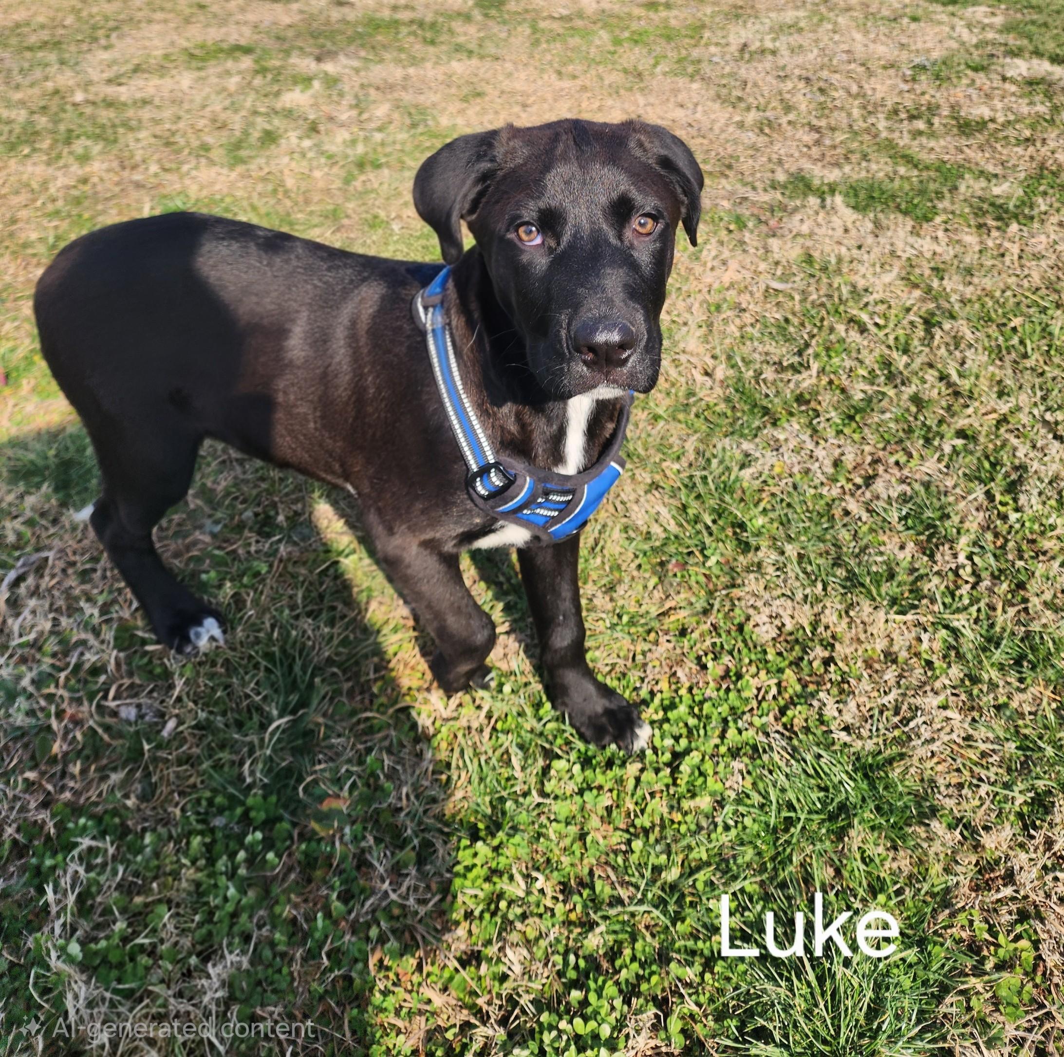 Enlarge Luke, an adopted mixed breed in Albany, NY image 3/3