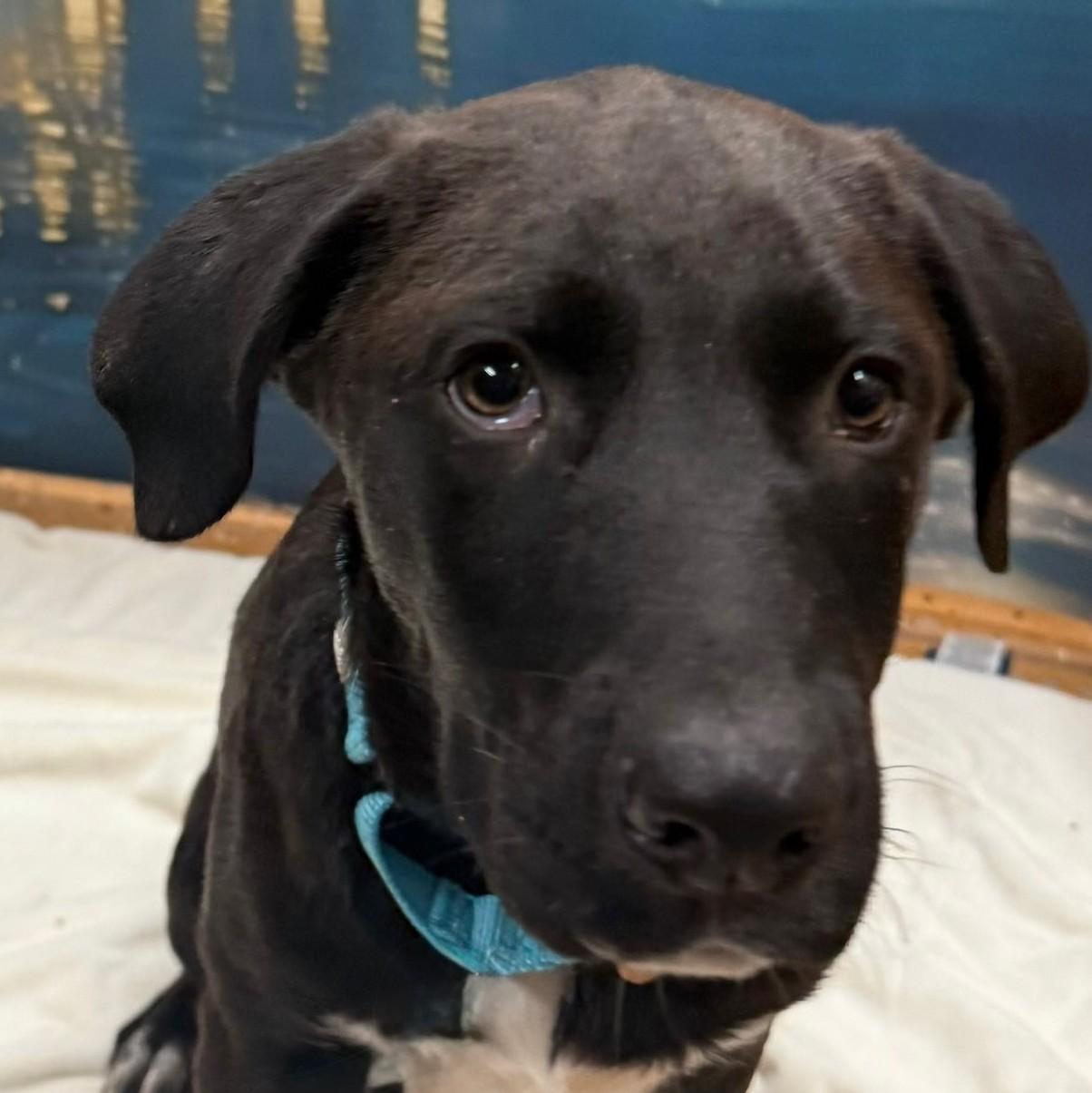 Luke, adopted, Puppy Male Labrador Retriever & Terrier.