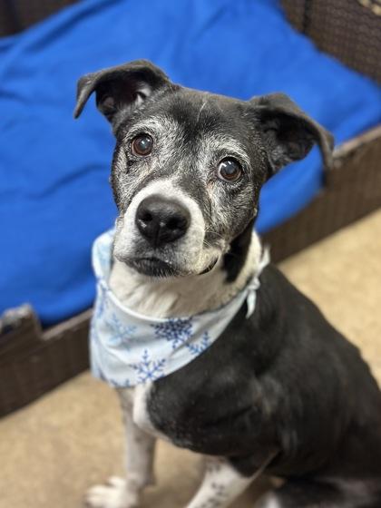 Roxy, Adoptable, Adult Female Boxer & Mixed Breed.