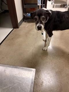 Enlarge Roxy, a Adoptable mixed breed in Irving, TX image 2/3