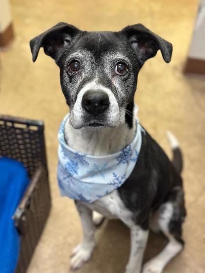 Enlarge Roxy, a Adoptable mixed breed in Irving, TX image 3/3