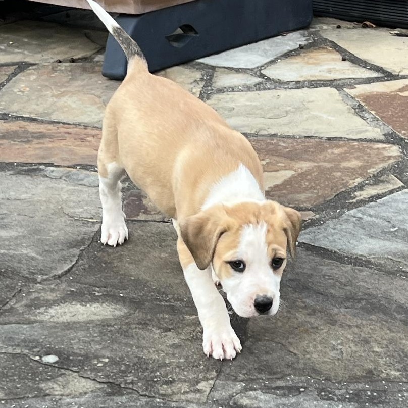 Enlarge Petunia, a ADOPTABLE mixed breed in Boston, MA image 5/6