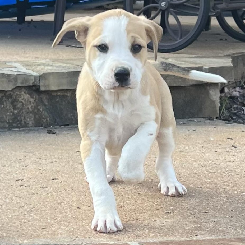 Enlarge Petunia, a ADOPTABLE mixed breed in Boston, MA image 1/6