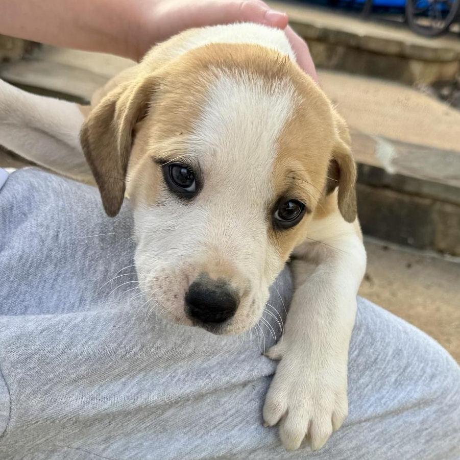 Enlarge Petunia, a ADOPTABLE mixed breed in Boston, MA image 3/6