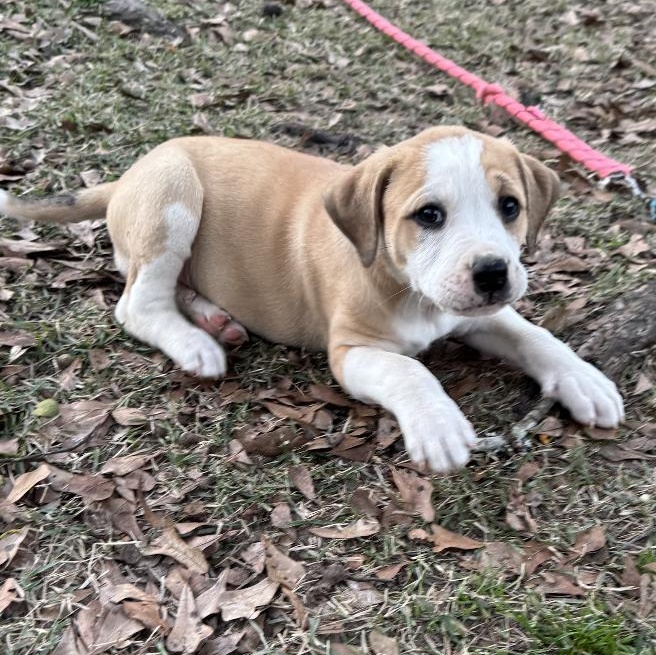 Enlarge Petunia, a ADOPTABLE mixed breed in Boston, MA image 2/6