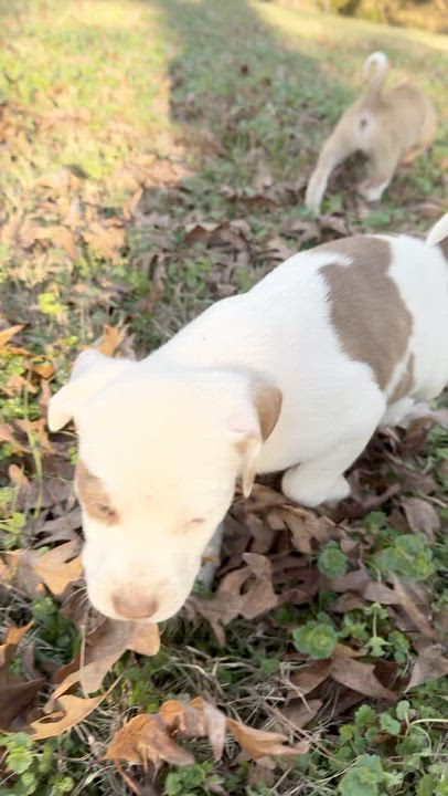 Enlarge Petunia, a ADOPTABLE mixed breed in Boston, MA video 6/6