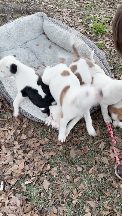 Enlarge Petunia, a ADOPTABLE mixed breed in Boston, MA video 4/6