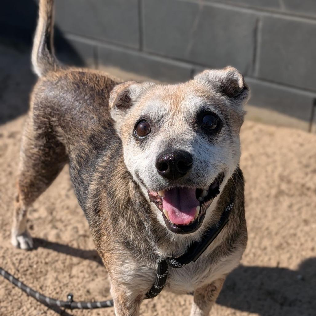 Hilda, Adoptable, Senior Female Terrier.