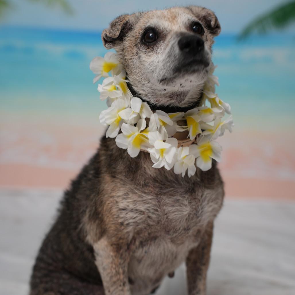Enlarge Hilda, a Adoptable mixed breed in Ocala, FL image 4/6
