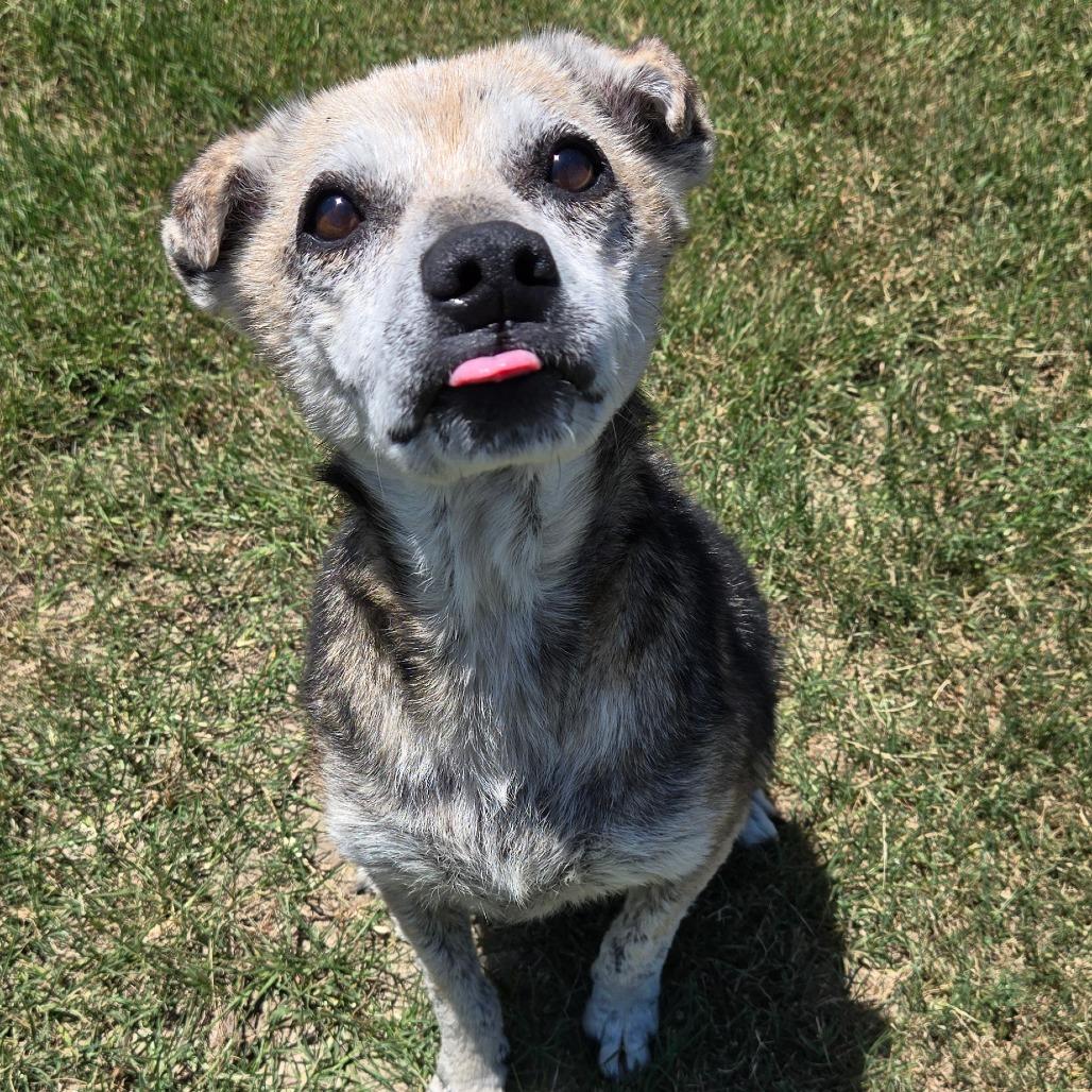 Enlarge Hilda, a Adoptable mixed breed in Ocala, FL image 5/6