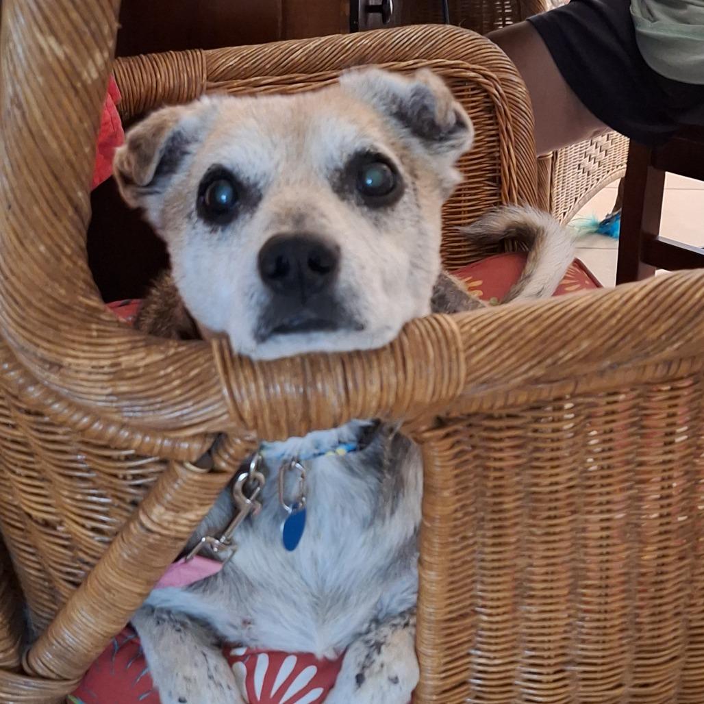 Enlarge Hilda, a Adoptable mixed breed in Ocala, FL image 6/6
