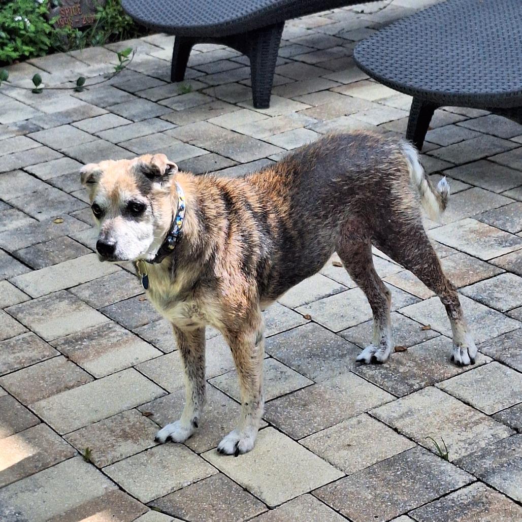 Enlarge Hilda, a Adoptable mixed breed in Ocala, FL image 2/6