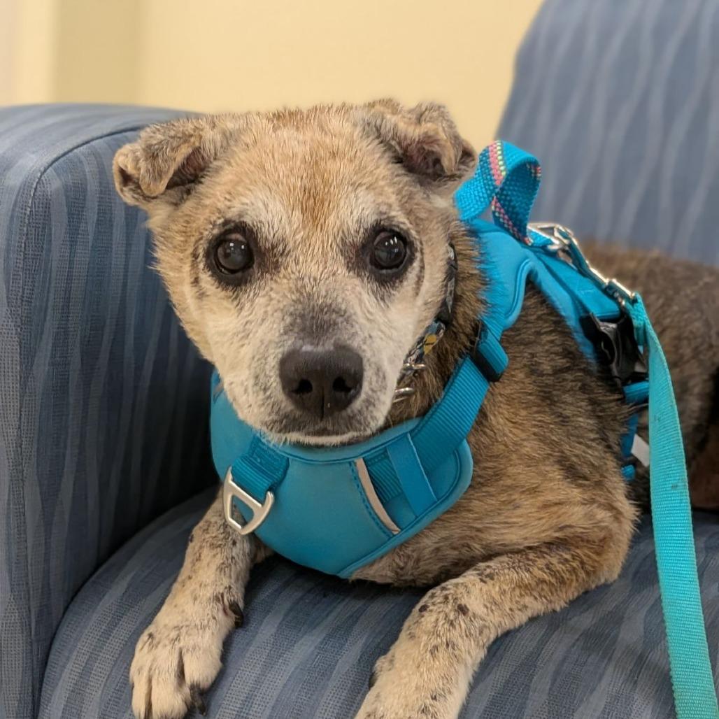 Enlarge Hilda, a Adoptable mixed breed in Ocala, FL image 3/6
