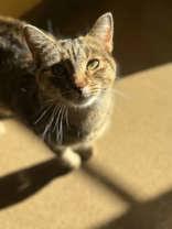 Daisy, Adoptable, Adult Female Domestic Short Hair & Domestic Short Hair.