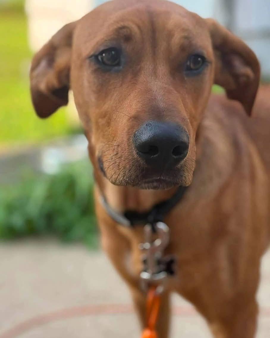 Enlarge Bear, a Adoptable mixed breed in Southington, CT image 2/6
