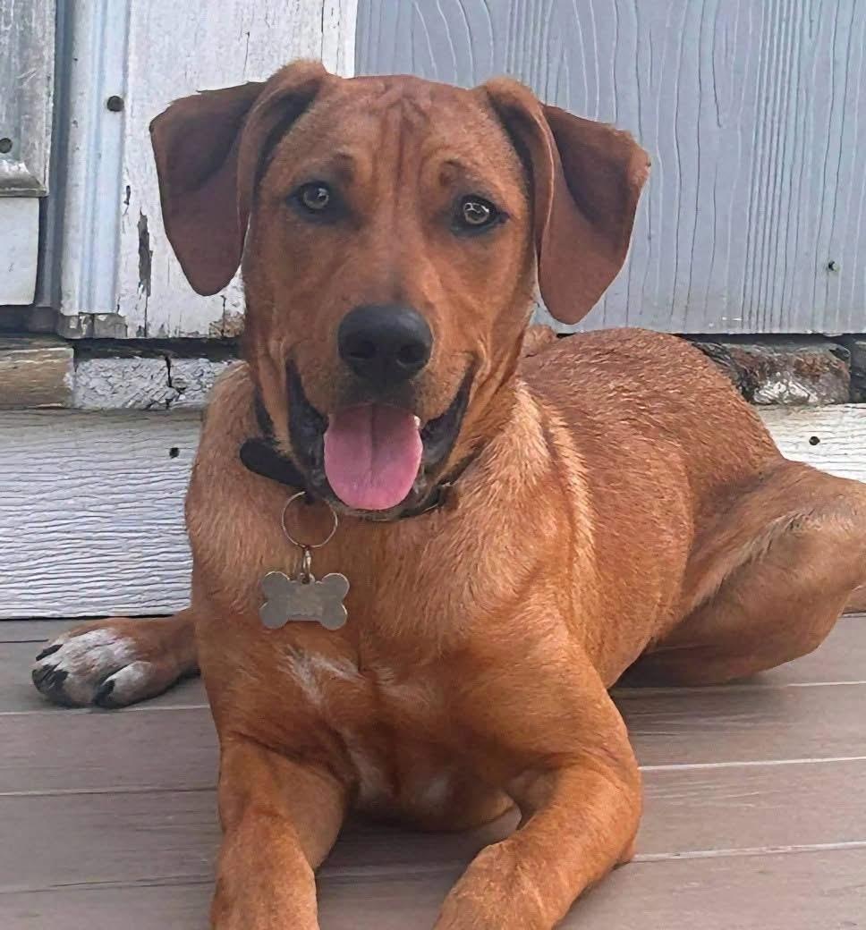Enlarge Bear, a Adoptable mixed breed in Southington, CT image 1/6