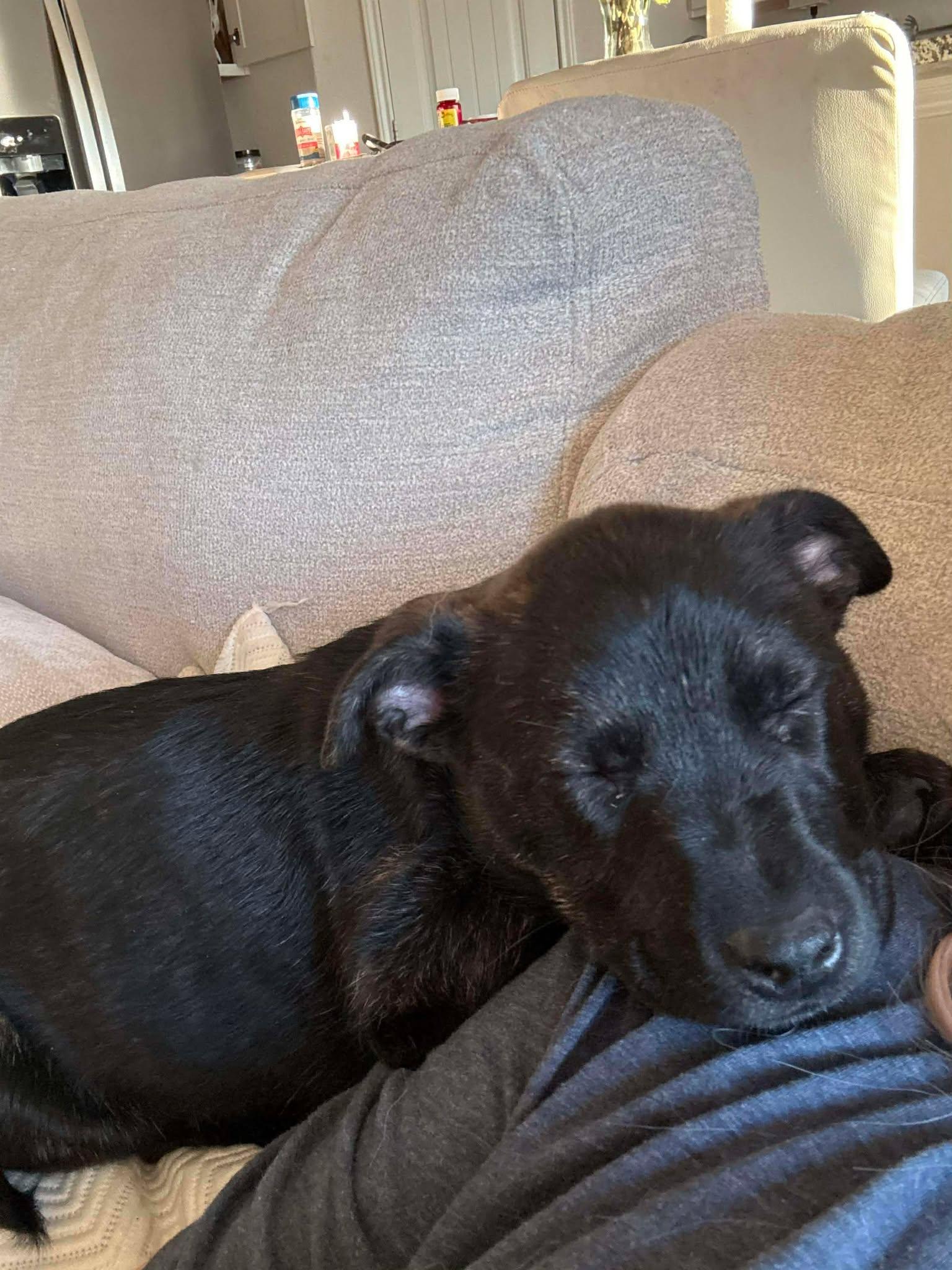 Bear — thumbnail 4