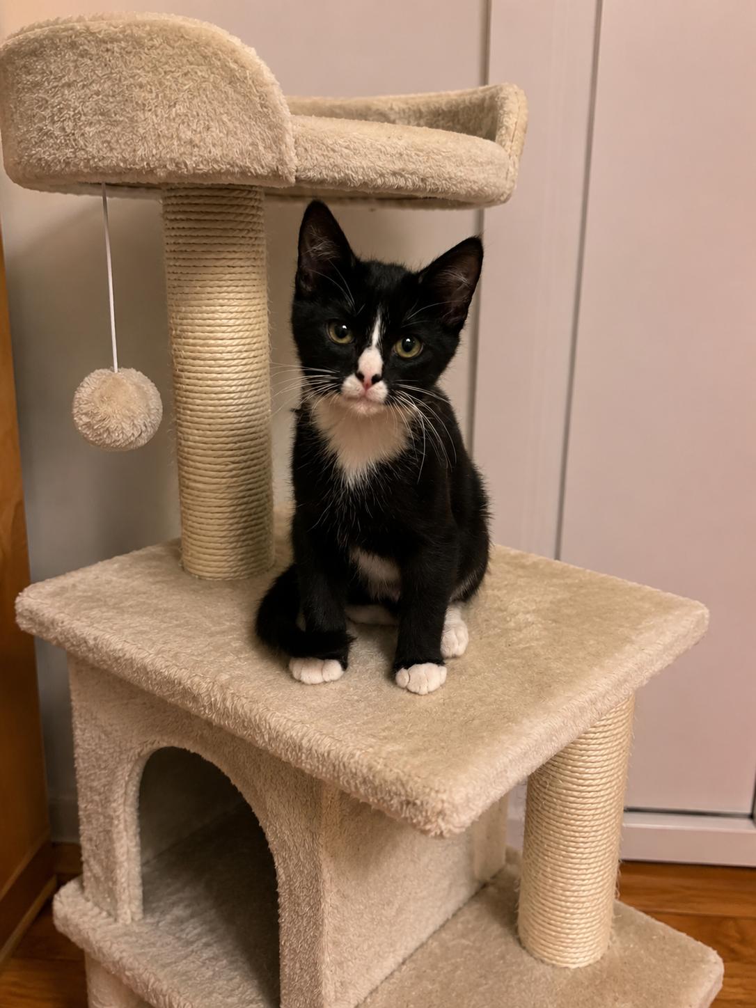 Willy, ADOPTABLE, Young Male Domestic Short Hair.