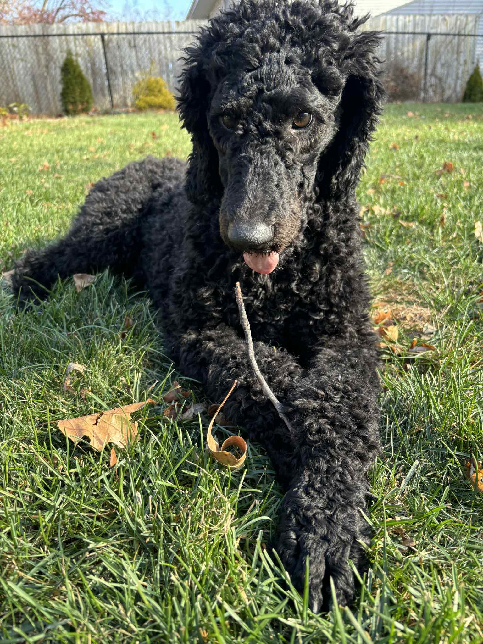 Griff, a Adoptable Poodle in Cedar Rapids, IA image 4/6