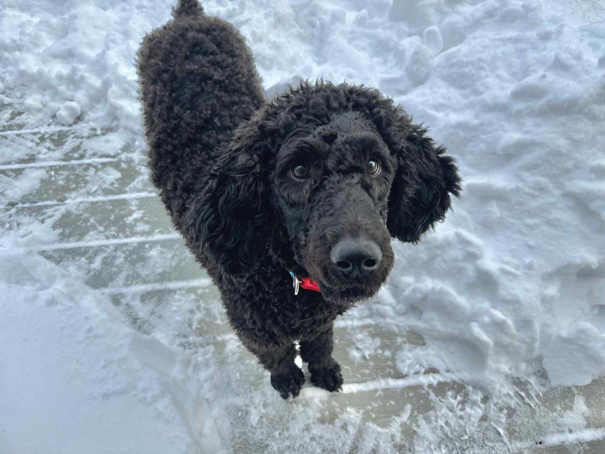 Griff, a Adoptable Poodle in Cedar Rapids, IA image 3/6