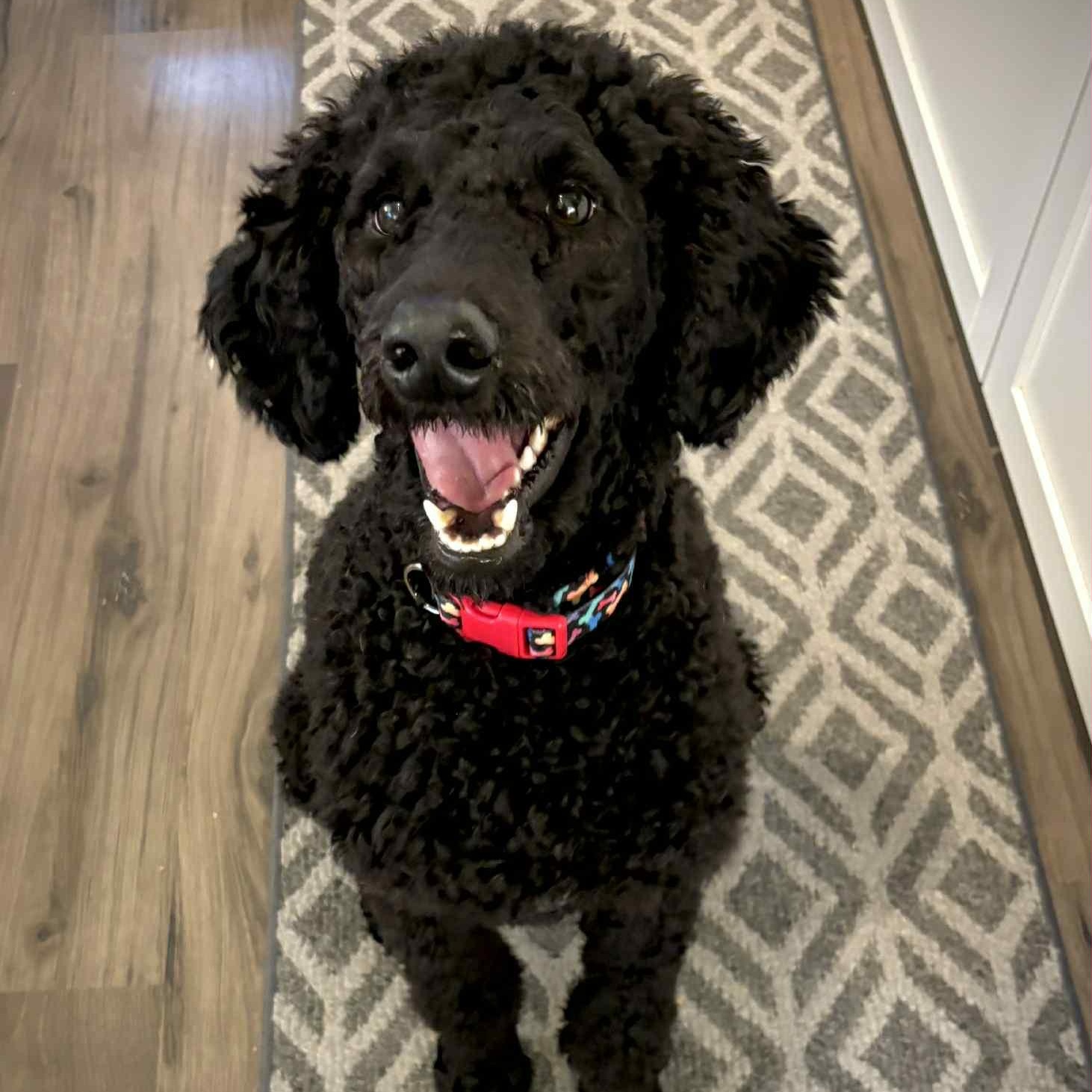 Griff, Adoptable, Young Male Poodle.