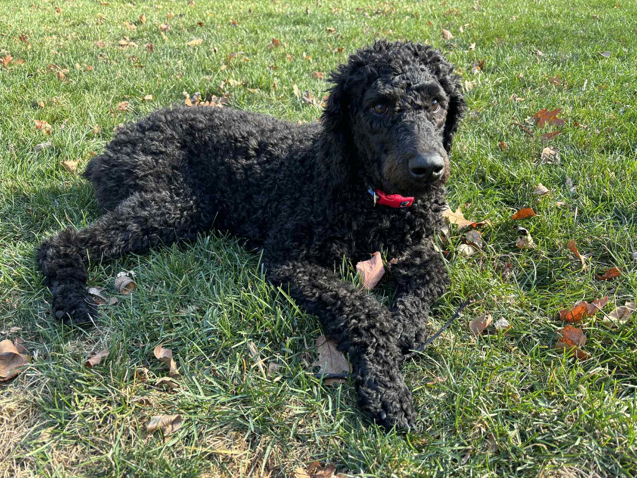 Griff, a Adoptable Poodle in Cedar Rapids, IA image 2/6
