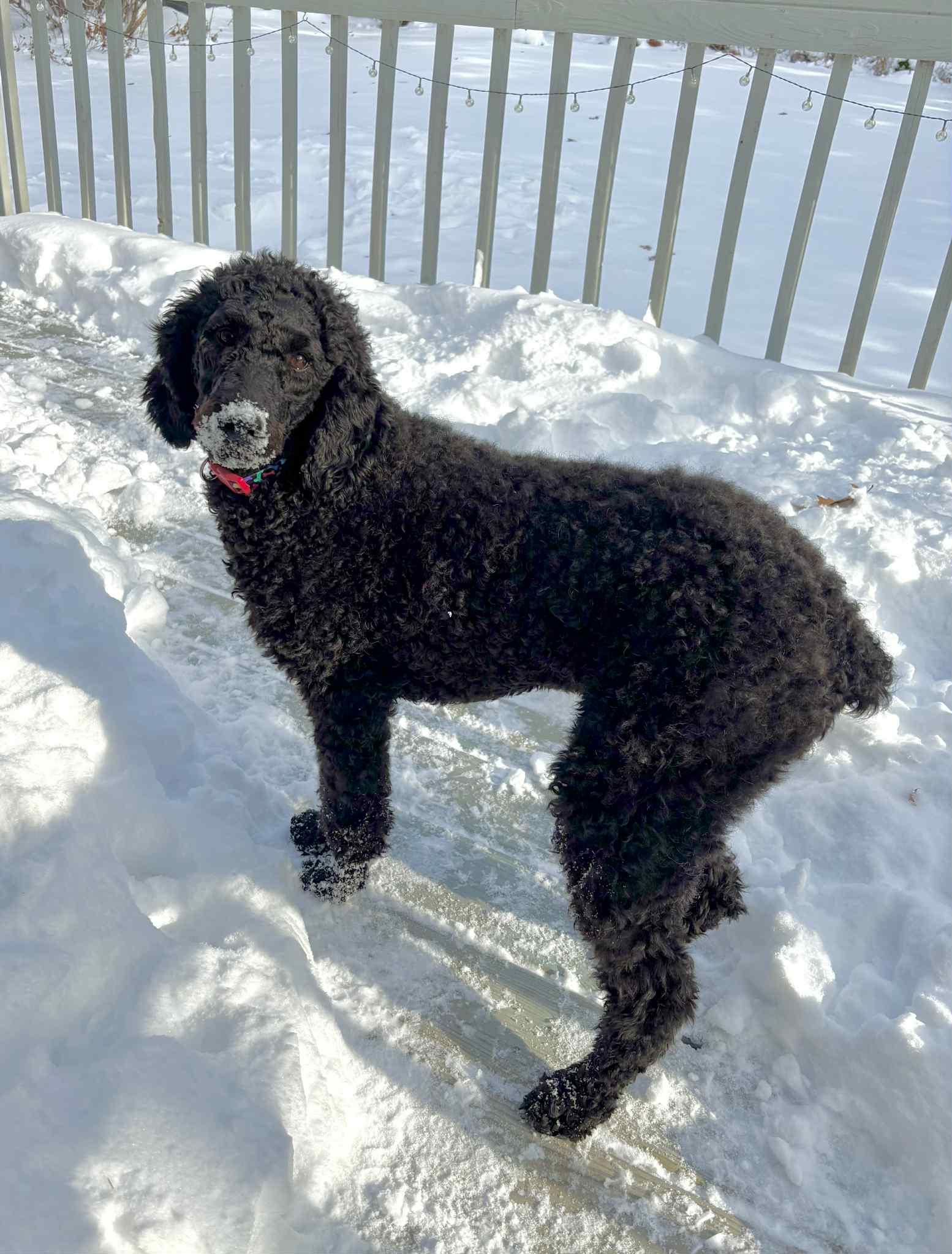 Griff, a Adoptable Poodle in Cedar Rapids, IA image 5/6