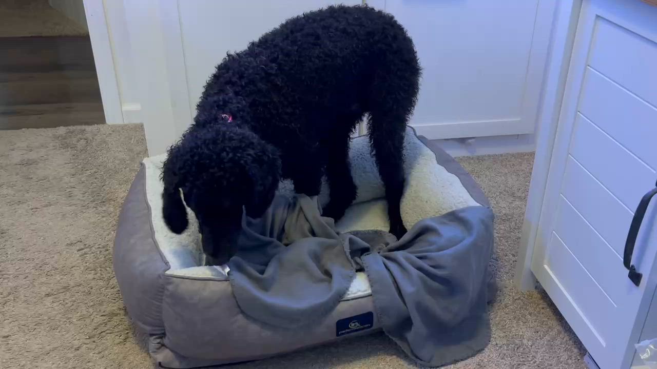 Enlarge Griff, a Adoptable Poodle in Cedar Rapids, IA video 6/6