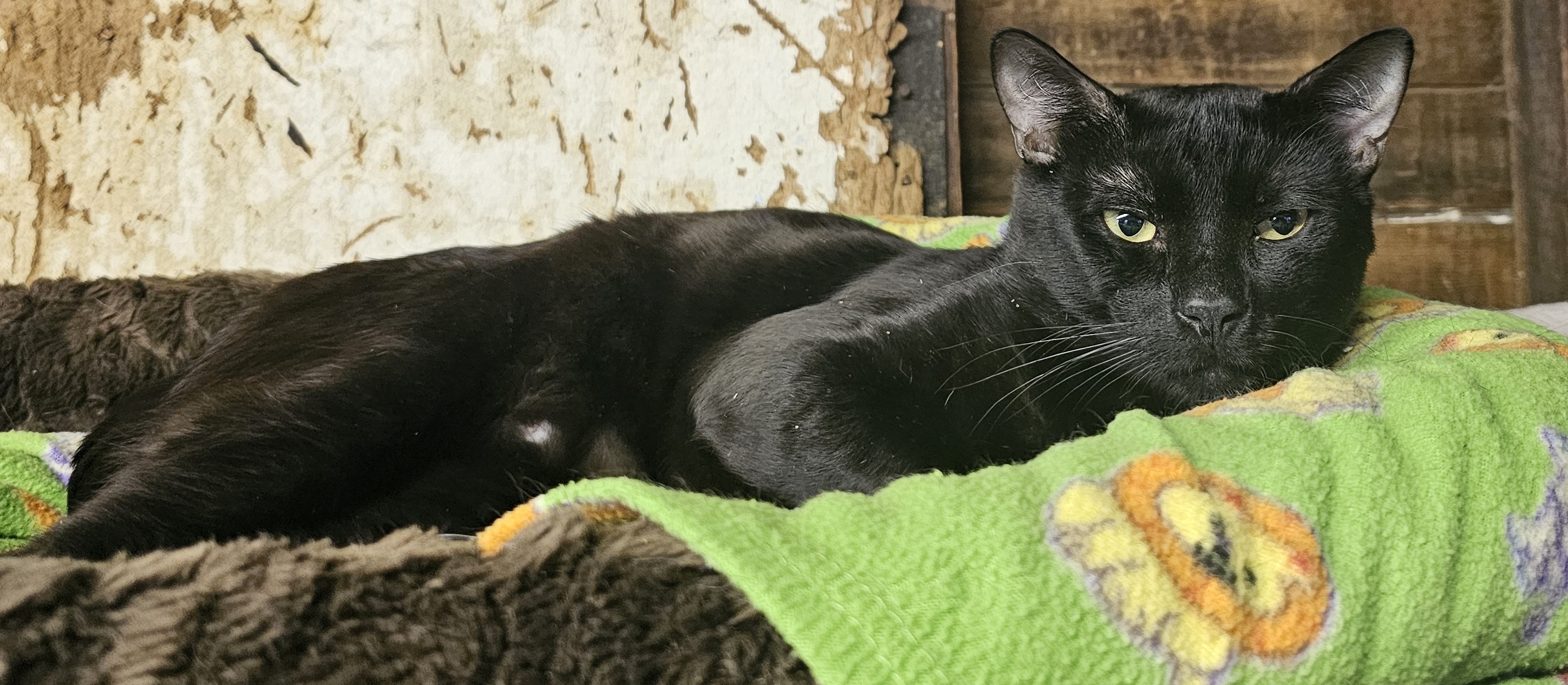 Enlarge Connor, a Adoptable mixed breed in Pasadena, CA image 2/4